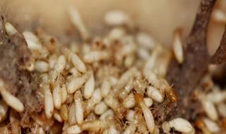 找到蚂蚁窝怎么处理 家里有蚂蚁窝怎么办